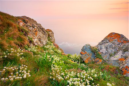 flowers and sunrise - Lizard Point, Lizard Peninsula, Cornwall, England, United Kingdom Stock Photo - Rights-Managed, Code: 700-03016982