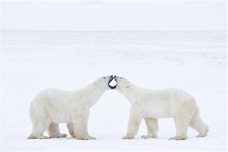 simsearch:600-00866419,k - Eisbären Sparring, Churchill, Manitoba, Kanada Stockbilder - Lizenzpflichtiges, Bildnummer: 700-03017604