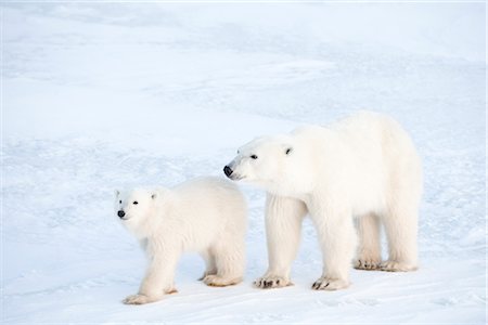 polar bear cubs in snow - Mother and Young Polar Bear, Churchill, Manitoba, Canada Foto de stock - Con derechos protegidos, Código: 700-03017617