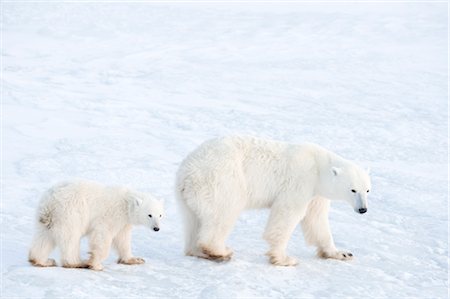 Mother and Young Polar Bear, Churchill, Manitoba, Canada Foto de stock - Con derechos protegidos, Código: 700-03017618