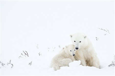 Mother and Young Polar Bear, Churchill, Manitoba, Canada Foto de stock - Con derechos protegidos, Código: 700-03017619