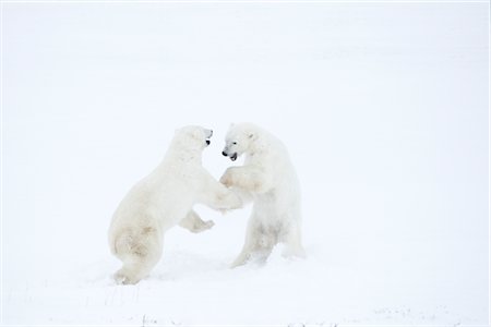 polar bears not people not illustration - Polar Bears Fighting, Churchill, Manitoba, Canada Stock Photo - Rights-Managed, Code: 700-03017611