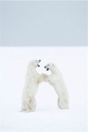 Polar Bears Sparring, Churchill, Manitoba, Canada Foto de stock - Con derechos protegidos, Código: 700-03017634
