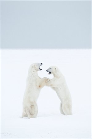 standing on hind legs - Polar Bears Sparring, Churchill, Manitoba, Canada Foto de stock - Con derechos protegidos, Código: 700-03017634