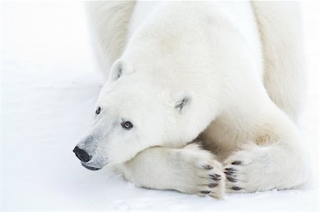 simsearch:600-00866417,k - Close-up of Polar Bear, Churchill, Manitoba, Canada Fotografie stock - Rights-Managed, Codice: 700-03017636