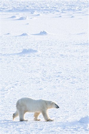 polaire - Ours polaire, Churchill, Manitoba, Canada Photographie de stock - Rights-Managed, Code: 700-03017630