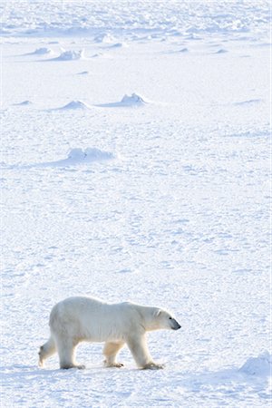 Polar Bear, Churchill, Manitoba, Canada Foto de stock - Con derechos protegidos, Código: 700-03017630