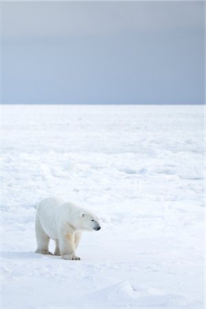 polar bear and ice - Polar Bear, Churchill, Manitoba, Canada Stock Photo - Rights-Managed, Code: 700-03017632