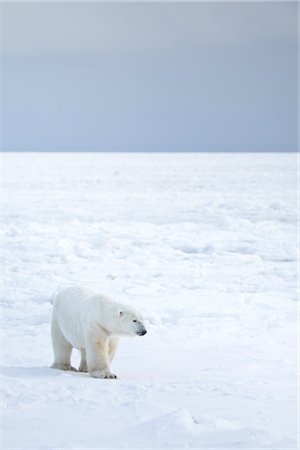 simsearch:700-02289733,k - Eisbär, Churchill, Manitoba, Kanada Stockbilder - Lizenzpflichtiges, Bildnummer: 700-03017632