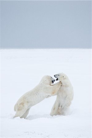 Polar Bears Sparring, Churchill, Manitoba, Canada Foto de stock - Con derechos protegidos, Código: 700-03017633