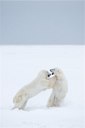 polaire - Ours polaires Sparring, Churchill, Manitoba, Canada Photographie de stock - Rights-Managed, Code: 700-03017633