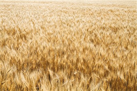 Field of Mature Hard Red Winter Wheat, Colorado, USA Foto de stock - Con derechos protegidos, Código: 700-03017657