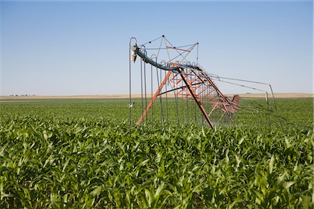 Système d'irrigation dans un champ de maïs, Colorado, Etats-Unis Photographie de stock - Rights-Managed, Code: 700-03017658