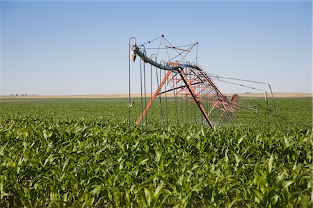 sprinkler not people - Irrigation System in a Corn Field, Colorado, USA Stock Photo - Rights-Managed, Code: 700-03017658