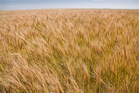 Field of Mature Hard Red Winter Wheat, Colorado, USA Stock Photo - Rights-Managed, Code: 700-03017653