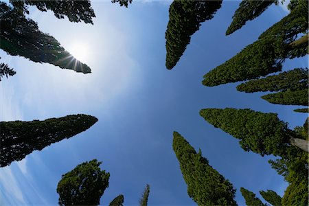 evergreen tree looking up - Looking up at Cypress Trees, Tuscany, Italy Stock Photo - Rights-Managed, Code: 700-03018051