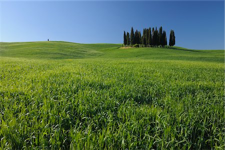 rolling hills - Cypress Trees, San Quirico d'Orcia, Val d'Orcia, Tuscany, Italy Stock Photo - Rights-Managed, Code: 700-03018063