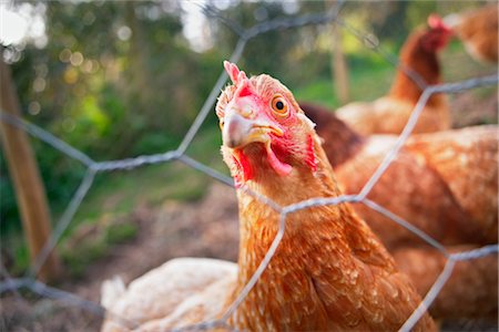 Gros plan de poulet regardant à travers la clôture, Devon, Angleterre Photographie de stock - Rights-Managed, Code: 700-03059162