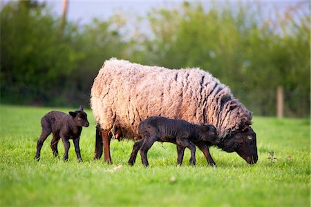 devon - Mother Shetland Sheep with Lambs, Devon, England Foto de stock - Con derechos protegidos, Código: 700-03059163