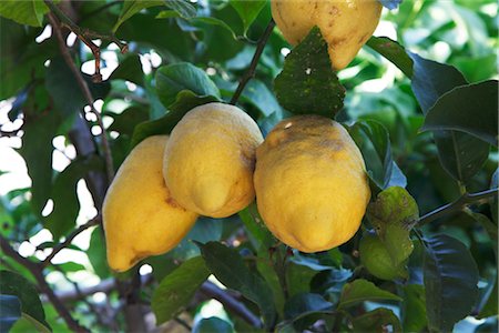 Citrons sur l'arbre Photographie de stock - Rights-Managed, Code: 700-03059241