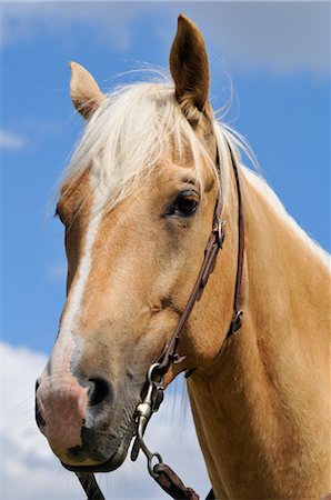 simsearch:700-03003612,k - Portrait de cheval Photographie de stock - Rights-Managed, Code: 700-03053991
