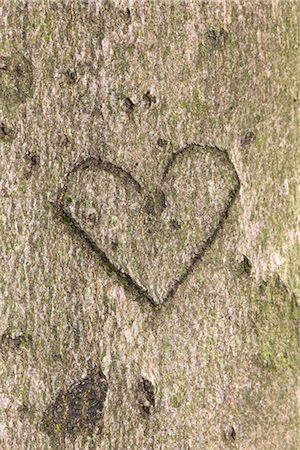 Heart in Tree Trunk Stock Photo - Rights-Managed, Code: 700-03067920