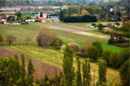 Vineyard, Dordogne, Aquitaine, France Stock Photo - Rights-Managed, Code: 700-03068174