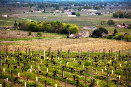 france rural vineyard - Vineyard, Dordogne, Aquitaine, France Stock Photo - Rights-Managed, Code: 700-03068172