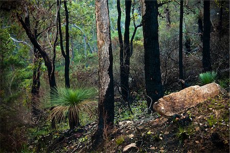 Tree Trunks, Darlington, Perth, Western Australia, Australia Stock Photo - Rights-Managed, Code: 700-03068198