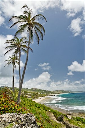 palm trees in rows - Bathsheba, Babrados Stock Photo - Rights-Managed, Code: 700-03068208