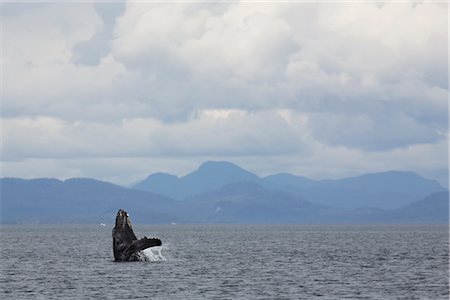 Breaching Humpback whale, British Columbia, Canada Stock Photo - Rights-Managed, Code: 700-03068215