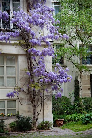 paris flowers - Wisteria on Building, Marais, Paris, France Stock Photo - Rights-Managed, Code: 700-03068361