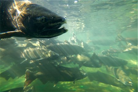 fishes under water - Chinook Salmon Stock Photo - Rights-Managed, Code: 700-03068748