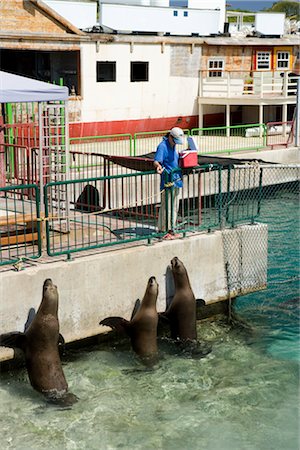 people in marine tourism - Curacao Seaquarium, Netherlands Antilles Stock Photo - Rights-Managed, Code: 700-03075714