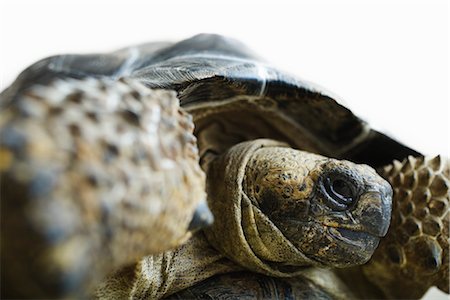 escama - Gros plan d'une tortue géante des Galapagos Photographie de stock - Rights-Managed, Code: 700-03076005