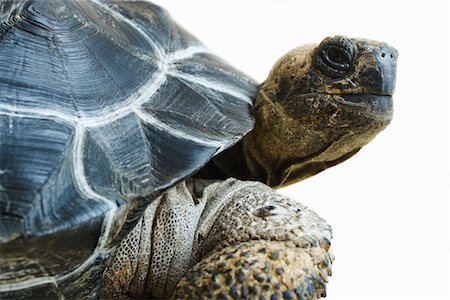 Gros plan d'une tortue géante des Galapagos Photographie de stock - Rights-Managed, Code: 700-03076006