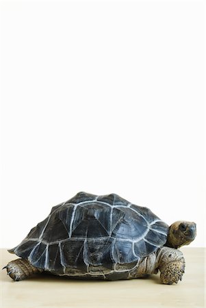 Gros plan d'une tortue géante des Galapagos Photographie de stock - Rights-Managed, Code: 700-03076008