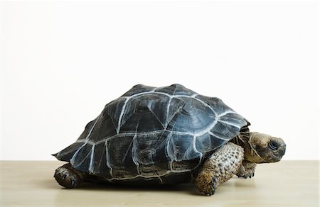 Close-Up of Galapagos Giant Tortoise Fotografie stock - Rights-Managed, Codice: 700-03076010