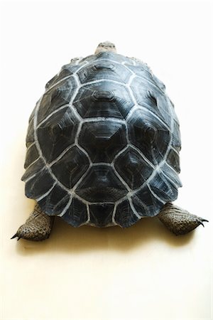 Close-Up of Galapagos Giant Tortoise Fotografie stock - Rights-Managed, Codice: 700-03076011