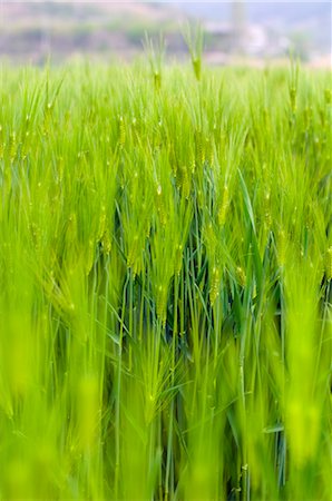 Barley Plant, South Korea Stock Photo - Rights-Managed, Code: 700-03084030