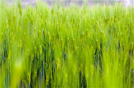 Barley Plant, South Korea Stock Photo - Rights-Managed, Code: 700-03084031