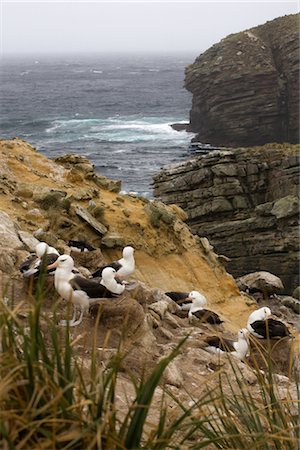 Colony of Black-browed Albatross, Falkland Islands Stock Photo - Rights-Managed, Code: 700-03083907