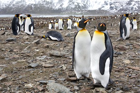 King Penguins, île de Géorgie du Sud, Antarctique Photographie de stock - Rights-Managed, Code: 700-03083919