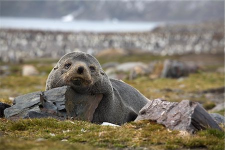 south georgia island - Southern Fur Seal, South Georgia Island, Antarctica Stock Photo - Rights-Managed, Code: 700-03083913