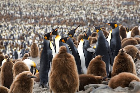 Colonie de pingouins roi, île de Géorgie du Sud, Antarctique Photographie de stock - Rights-Managed, Code: 700-03083925