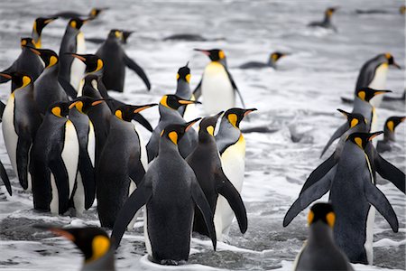 King Penguins in Surf, South Georgia Island, Antarctica Stock Photo - Rights-Managed, Code: 700-03083926