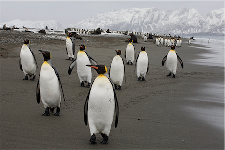 penguin on mountain - King Penguins, South Georgia Island, Antarctica Stock Photo - Rights-Managed, Code: 700-03083921