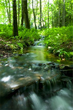 Ruisseau dans la forêt, Pennsylvanie, Etats-Unis Photographie de stock - Rights-Managed, Code: 700-03152621