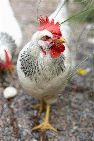 Rooster Stock Photo - Rights-Managed, Code: 700-03152715