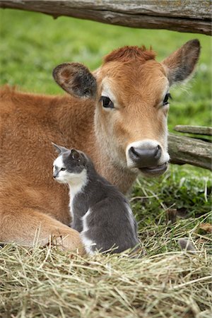 simsearch:614-06625263,k - Calf and Cat Stock Photo - Rights-Managed, Code: 700-03152717